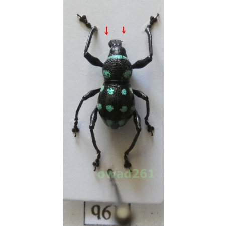 Metapocyrtus elegans Waterhouse, 1842 male Philippines19b